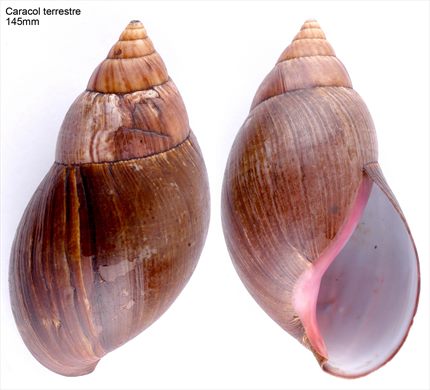 Caracol terrestre 145mm