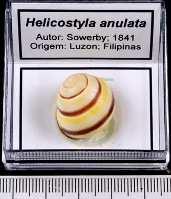 Helicostyla anulata
