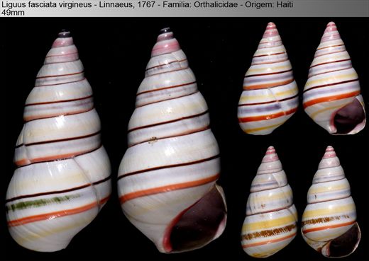 Liguus fasciata virgineus 49mm