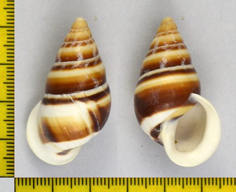 Caracol