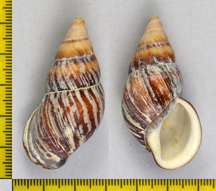 Caracol