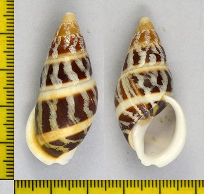 Caracol