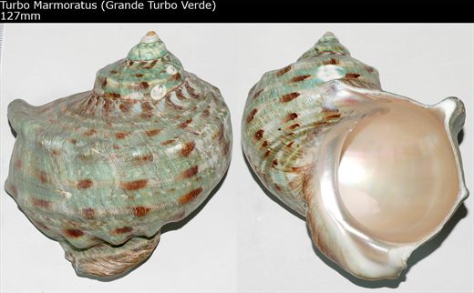 Turbo marmoratus (Grande Turbo Verde) 127mm