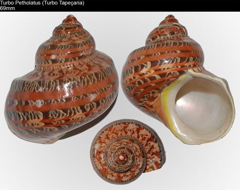 Turbo Petholatus (Turbo Tapecaria) 69mm