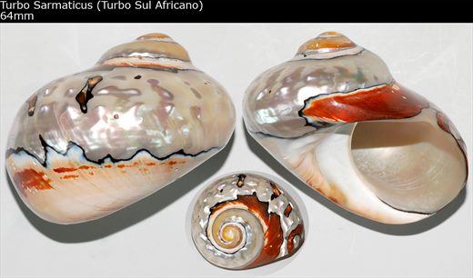 Turbo sarmaticus (Turbo Sul Africano) 64mm