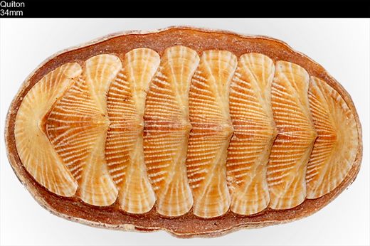 Quiton (Chaetopleura Angulata) 34mm