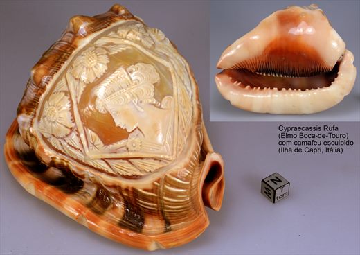 Cypraecassis Rufa (Elmo Boca-de-Touro)
