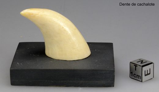 Dente cachalote