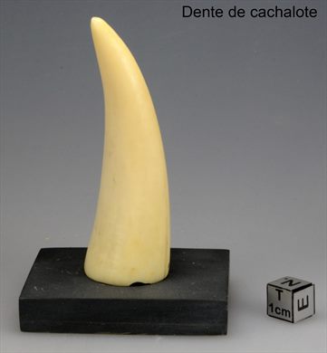 Dente cachalote