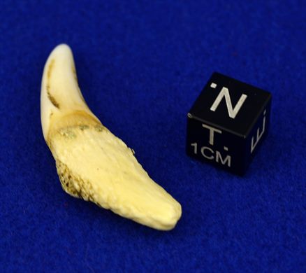Dente de cao
