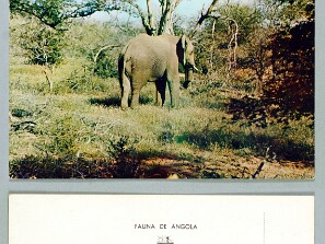 Fauna de Angola