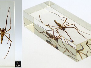 Aranhas