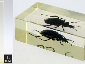 Coleopteros