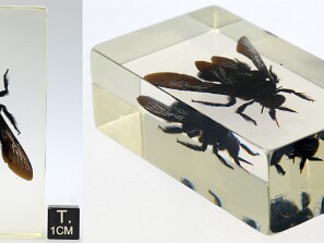 Himenopteros