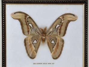 Lepidopteros