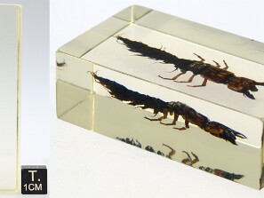 Megalopteros