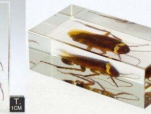 Insectos