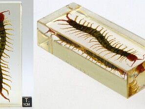 Miriapodes