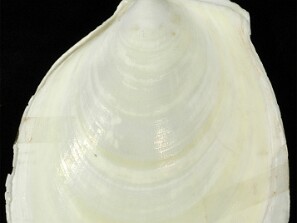 A_Identificar