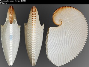 Cefalopodes