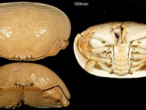 Crustaceos