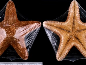 Equinodermes