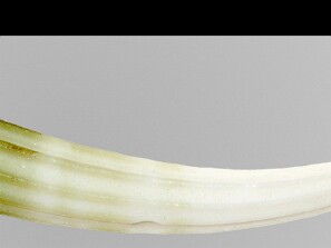 Escafopodes