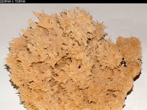 Esponjas