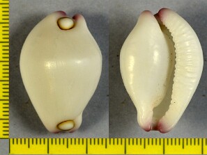 Cypraea