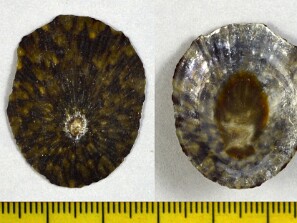 Lapas