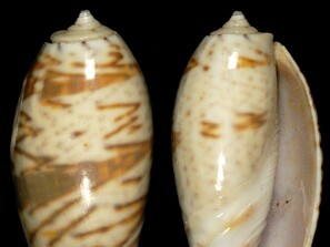Olivas