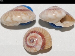 Gastropodes