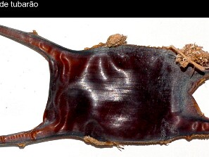 Ovos de Tubarão