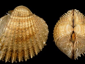 Conchas